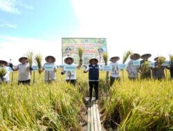 6 Ton Menjadi 13 Ton per Hektar, Mandiri Benih Inovasi Gubernur Dicek BPS