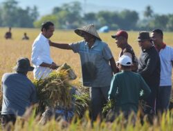 Tinjau Panen Raya di Maros, Presiden: Surplus Bisa Dibawa ke Daerah Lain