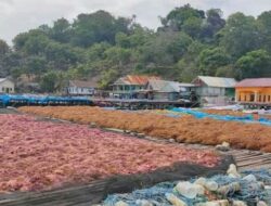 Desa Tongke-Tongke Akan Jadi Pusat Pengembangan Budidaya Rumput Laut