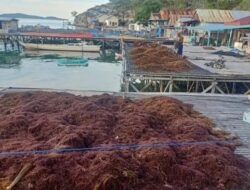 Pangsa Pasar Menjanjikan, Warga Mulai Kembangkan Rumput Laut Jenis Eucheuma Cottonii