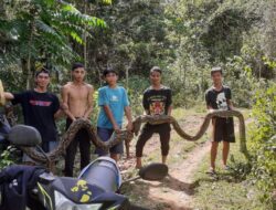 Detik-detik Petani di Gowa Lumpuhkan Ular Piton Jumbo Usai Diserang