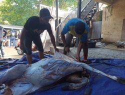 Hari Raya Idul Adha, Ikatan Alumni 98 Smandel Makassar Berbagi Daging Kurban