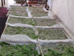 Wajo Kembali Produksi Kokon Sutera, 125 Kg per 21 Hari dan Semakin Bertambah