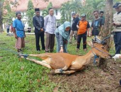 Hari Raya Idul Adha, 1.213 Hewan Kurban Dipotong di Luwu Utara