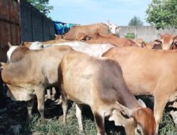 Jelang Idul Adha, Disnakbun Gowa Siapkan Kebutuhan Hewan Kurban