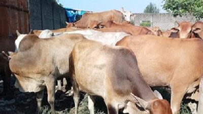 Jelang Idul Adha, Disnakbun Gowa Siapkan Kebutuhan Hewan Kurban