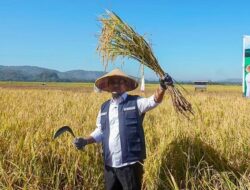 Bersama Petani, Gubernur Andi Sudirman Panen dan Tanam Mandiri Benih Padi di Maros