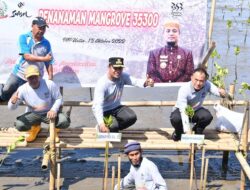 Di Era Gubernur Andi Sudirman, Masif Dilakukan Penanaman Mangrove di Wilayah Pesisir Sulsel