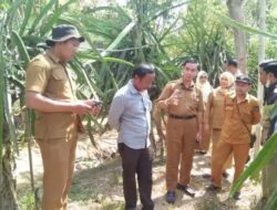 Atasi ‘Kanker Batang’ pada Buah Naga, Ini Upaya Dinas TPHP Sinjai