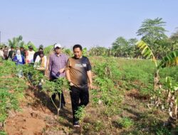 23 Hektar Lahan di Pattallassang Gowa Jadi Percontohan Budidaya Pisang dan Nanas