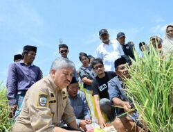 Bupati Pinrang Hadiri Tradisi Maccera Ase, Bentuk Rasa Syukur Hasil Panen Memuaskan