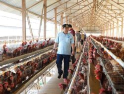 Kunjungi Gowa, Pj Gubernur Bahtiar Melihat Langsung Peternakan Ayam dan Kambing Milik Warga