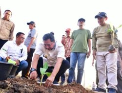 Pj Gubernur Tanam Pisang di Mare, Disiapkan Lahan 20.000 Hektare di Bone