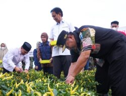 Panen Raya Cabai di Sawah Tadah Hujan