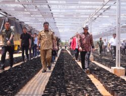 Pemprov Sulsel Rencana Bangun Sekolah Vokasi Budidaya Pisang di Bone, Segini Anggaran yang Disiapkan