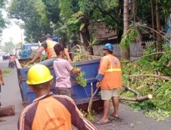 Tindaklanjuti Instruksi Plt Camat Makassar, Dilakukan Pembersihan Hasil Pemangkasan Pohon di Maricaya