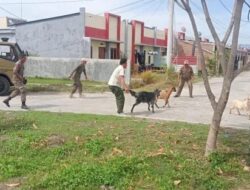 Berkeliaran di Dalam Kota, Sejumlah Ternak Diamankan Unit PRC Satpol PP Sinjai