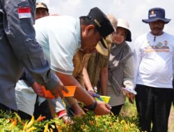 Ikut Tanam dan Panen Cabai di Wajo, Kapolda Tegaskan Dukung Program Pemprov Sulsel