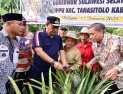 Lahan Nganggur di Desa Mabbiring Bone Ditanami Nangka dan Nanas