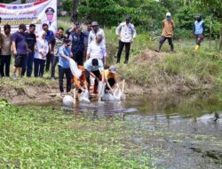 20 Ribu Bibit Ikan Nila Kembali Ditebar di Bone