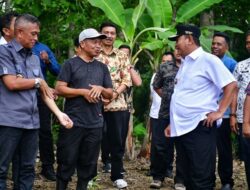 Cerita Abdul Hafid, Awalnya Beli Online Enam Pohon Bibit Pisang Cavendish Kini Menjadi Ribuan