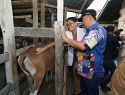 Pemprov Sulsel Dorong Inseminasi Buatan, Limbah Cavendish Jadi Alternatif Pakan Ternak