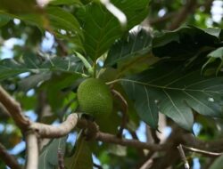 Budidaya Hortikultura Turut Bantu Sektor Peternakan, Limbah Vegetasi untuk Pakan