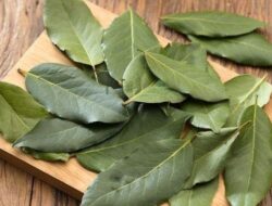 Simak, Ini Ragam Manfaat Daun Salam bagi Kesehatan Tubuh