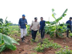 Empat Bulan Lagi Pisang Cavendish di Mare Bone Akan Dipanen