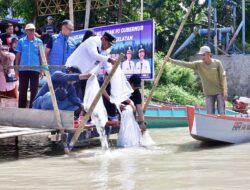 1 Juta 10 Ribu Benih Ikan Mas dan Nila Ditebar di Danau Tempe