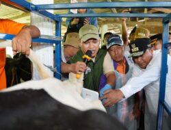 Enrekang Ditarget Jadi Sentral Sapi Perah, Tingkatkan Produksi Lewat IB