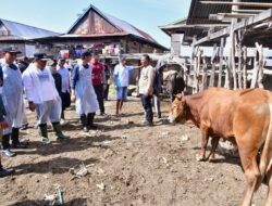 Miliki Populasi Sapi Tertinggi Kedua di Sulsel, Wajo Genjot Inseminasi Buatan