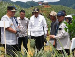 Setelah Pisang Cavendish, Pj Gubernur Bahtiar Bakal Jadikan Sulsel Penghasil Nanas