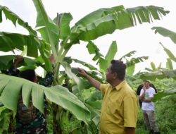 Siap Panen, Bahtiar Sebut Pangsa Pasar Pisang Cavendish Menjanjikan