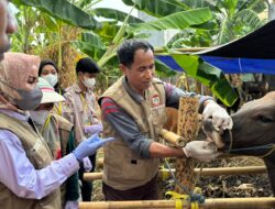 DP2 Makassar Perketat Pemeriksaan Hewan Kurban Jelang Idul Adha