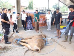 Wujud Kepedulian, Hotel Harper Perintis Makassar Kurban 1 Ekor Sapi