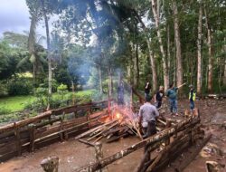 Polisi Bakar 2 Arena Judi Sabung Ayam di Bulukumba, Pelaku Kabur