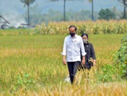 Besok Jokowi Tinjau Lahan Sawah dengan Program Pompanisasi di Bone