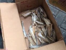 Polda Metro Gagalkan Penyelundupan 12 Kg Ganja yang Ditimbun Ikan Asin