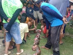 Perempuan di Palopo Tewas Dimangsa Ular Piton, Sempat Ditelan