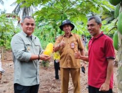 Panen Pepaya California, Budidaya yang Menjanjikan