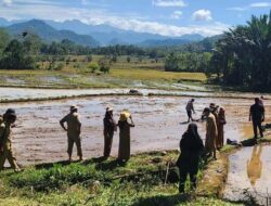 Sebagian Petani di Sinjai Sudah Mulai Tanam Padi Pasca Panen