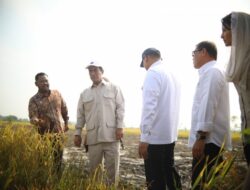 Serap Gabah di Gresik, Mentan Amran: Petani Bahagia saat Panen