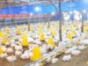 Kementan Stabilkan Harga Ayam Hidup Minimal Rp19.500 per Kg, Asosiasi Peternak Siap Kawal di Lapangan