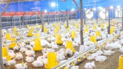 Kementan Stabilkan Harga Ayam Hidup Minimal Rp19.500 per Kg, Asosiasi Peternak Siap Kawal di Lapangan