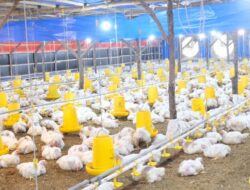 Kementan Stabilkan Produksi dan Harga Ayam Broiler untuk Lindungi Peternak Rakyat