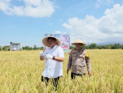Panen Raya Padi Serentak, Bupati Ungkap Serapan Gabah di Bantaeng Capai 84 Persen