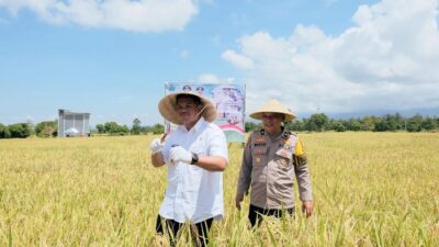 Panen Raya Padi Serentak, Bupati Ungkap Serapan Gabah di Bantaeng Capai 84 Persen