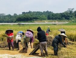 Departemen Pertanian Amerika Serikat Ramalkan Produksi Beras Indonesia Tertinggi di ASEAN