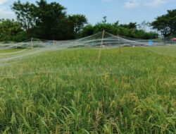 Serapan Gabah Sulsel Lampaui Target, Gubernur Andi Sudirman Apresiasi Semua Pihak